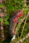 Africa, Madagascar, Andasibe-Mantadia National Park. Panther chameleon on a branch in the forest. Art Print